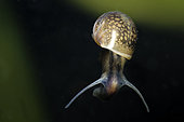 Freshwater snail (Lymnaea sp) levitating in a pond - city of Couffy - Loir et Cher - France