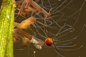 Water mite (Hydrachnidia sp) moving near a colony of hydra looking to catch it - city of Couffy - Loir et Cher - France