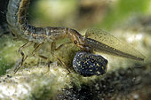 Predation of a tadpole by a larva of Bordered diving beetle (Dytiscus marginalis)- city of Couffy - Loir et Cher - France