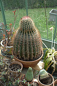 Cactus in a pot in the Great Greenhouse of the Parc de la Clef, Eure et Loir, France
