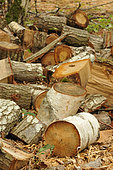Wood cutting in forests, Birch (Betula sp) and Oak (Quercus sp)
