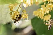 Honey bee (Apis mellifera) foraging on Linden (Tilia sp) flowers, Gard, France