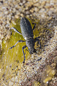 Pine weevil (Brachyderes lusitanicus) on sand beach, Cotes-d'Armor, France. Southern species shifting northward