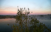 Cormorants on a tree - Lake of the 3 provinces - Loir et Cher - France