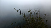 Cormorant on a tree - Lake of the 3 provinces - Loir et Cher - France