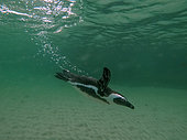 African Penguin (Spheniscus demersus) swimming in a calm area- Boulders beach - Simon's town - South Africa - Atlantic Ocean