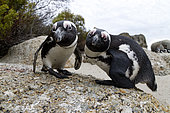 Curious African Penguin (Spheniscus demersus) in front of the photographer - Boulders beach - Simon's town - South Africa - Atlantic Ocean