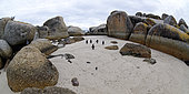 Atmospheret of African Penguins (Spheniscus demersus) - Boulders beach - Simon's town - South Africa - Atlantic Ocean