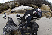 Curious African Penguin (Spheniscus demersus) in front of the photographer - Boulders beach - Simon's town - South Africa - Atlantic Ocean