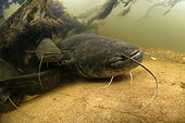 Wels catfish (Silurus glanis) at the bottom of the river Cher at rest - city of Noyers sur Cher - Loir et Cher - France