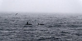 Killer whales (Orcinus orca) in a Norwegian fjord during snowfall. North Atlantic Ocean