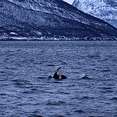 Curious Killer whale (Orcinus orca) in a Norwegian fjord. North Atlantic Ocean