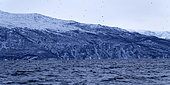 Group of Killer whales (Orcinus orca) in a Norwegian fjord. North Atlantic Ocean