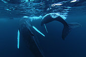 Humpback whales (Megaptera novaeangliae) and diver in a Norwegian fjord, North Atlantic Ocean
