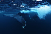 Humpback whales (Megaptera novaeangliae) in a Norwegian fjord, North Atlantic Ocean