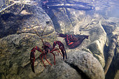 Red swanp crayfish (Procambarus clarkii) mating in a pond - city of Couffy - Loir et Cher - France