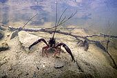 Red swanp crayfish (Procambarus clarkii) in a pond - city of Couffy - Loir et Cher - France