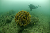Rose coral (Pentapora fascialis) on a rocky bottom and diver - Oleron island - Atlantic ocean - France