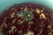 Undulate ray (Raja undulata) resting on a seaweed background - Oleron Island - Atlantic ocean - France
