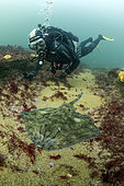 Undulate ray (Raja undulata) resting on a seaweed background and diver - Oleron Island - Atlantic ocean - France