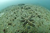 Seven-armed sea star (Luidia ciliaris) on a sandy bottom - Oleron island - Atlantic ocean - France