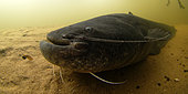 Wels catfish (Silurus glanis) at the bottom of the river Cher at rest - city of Noyers sur Cher - Loir et Cher - France