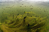 Underwater landscape - Algae and fish in the Cher river- city of Couffy - Loir et Cher - France