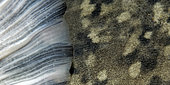Détail de la peau et de la nageoire de Silure glane (Silurus glanis) rivière le Cher - commune de Couffy - Loir et Cher - France