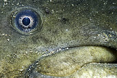 Eye of Wels catfish (Silurus glanis) in the river Cher - city of Couffy - Loir et Cher - France