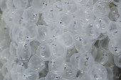 Developing Common Perch (Perca fluviatilis) eggs - Cher river - Seigy - Loir et Cher - France