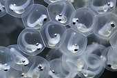 Developing Common Perch (Perca fluviatilis) eggs - Cher river - Seigy - Loir et Cher - France