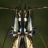 Common prawn (Palaemon serratus) head and eyes - Oleron island - Atlantic ocean - France