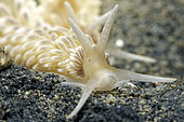 Detail of the head of a Sea slug (Flabellinidae sp) moving on a sandy bottom - Oleron island - Atlantic ocean - France