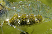 Common prawn (Palaemon serratus) eggs - Oleron island - Atlantic ocean - France