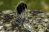 Detail of the dorsal fin of a common sole (Solea solea) - Oleron island - Atlantic ocean - France