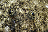 Detail of the eyes of a common sole (Solea solea) - Oleron island - Atlantic ocean - France