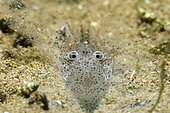 Detail of the eyes of a common shrimp (Crangon crangon) - Oleron island - Atlantic ocean - France