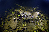 Grass Frog (Rana dalmatina) in the breeding season in a pond at night - city of Couffy - Loir et Cher - France