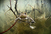 Mating Common toads (Bufo bufo) in a pond - city of Couffy - Loir et Cher - France