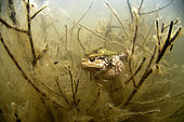 Mating Common toads (Bufo bufo) in a pond - city of Couffy - Loir et Cher - France