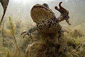 Male common toad (Bufo bufo) in a pond looking for a female during the breeding period - city of Couffy - Loir et Cher - France