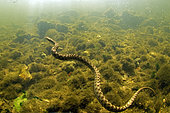 Viperine water snake (Natrix maura) hunting in le Cher river- city of Couffy - Loir et Cher - France