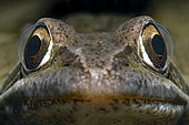Front portrait of a Grass Frog (Rana dalmatina) at the bottom of a pond at night - city of Couffy - Loir et Cher - France