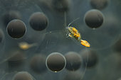 Small freshwater crustacean on an Grass frog spawn in a pond - city of Couffy - Loir et Cher - France