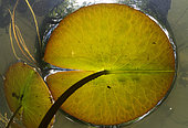 European white water lily (Nymphaea alba) leaf in the Fouzon river - Couffy - Loir et Cher - France