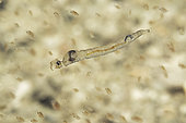Chaoborus larva in stationary position in a pond - city of Couffy - Loir et Cher - France