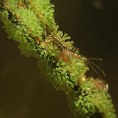 Mayfly larva on an aquatic plant and Trumpet animalcules (Stentor sp) in a pond - Loir et Cher - France