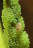 Freshwater Crustacean on an aquatic plant and Trumpet animalcules (Stentor sp) in a pond - Loir et Cher - France