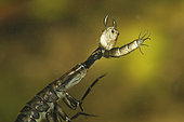 Predation of a Mosquito larva by a Diving beetle larva in a pond - Loir et Cher - France