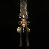 Portrait of Water scorpion (Ranatra linearis) in a pond- Couffy -Loir et Cher - France